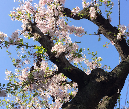 sakura2.png sakura2.png